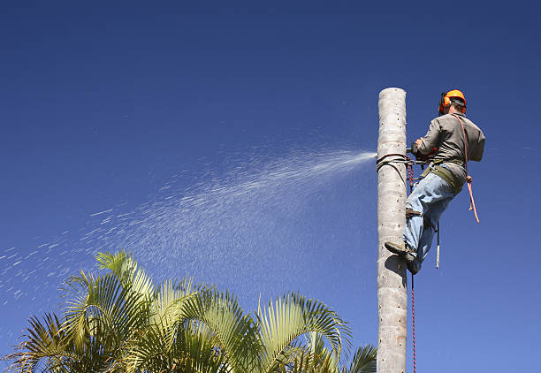 Best Storm Damage Tree Cleanup  in Cairo, GA