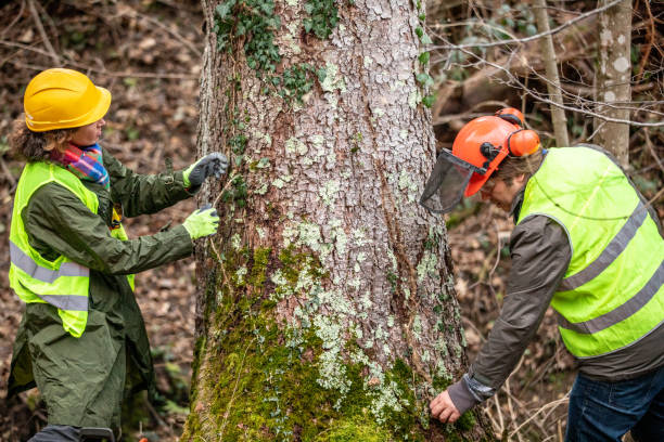 How Our Tree Care Process Works  in  Cairo, GA