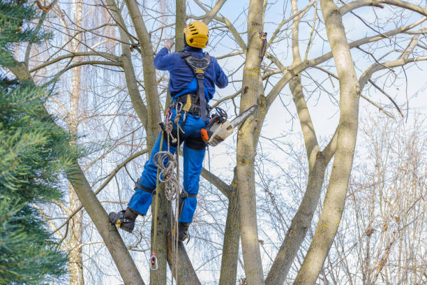 Best Commercial Tree Services  in Cairo, GA