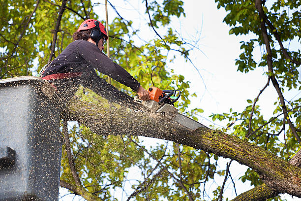 Best Stump Grinding and Removal  in Cairo, GA