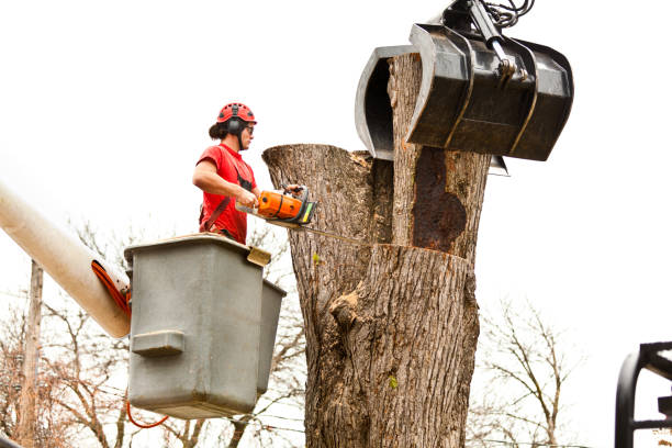 Best Utility Line Clearance  in Cairo, GA